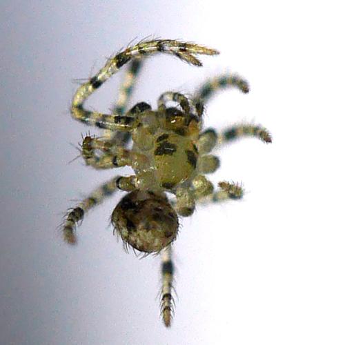 Ero sp.